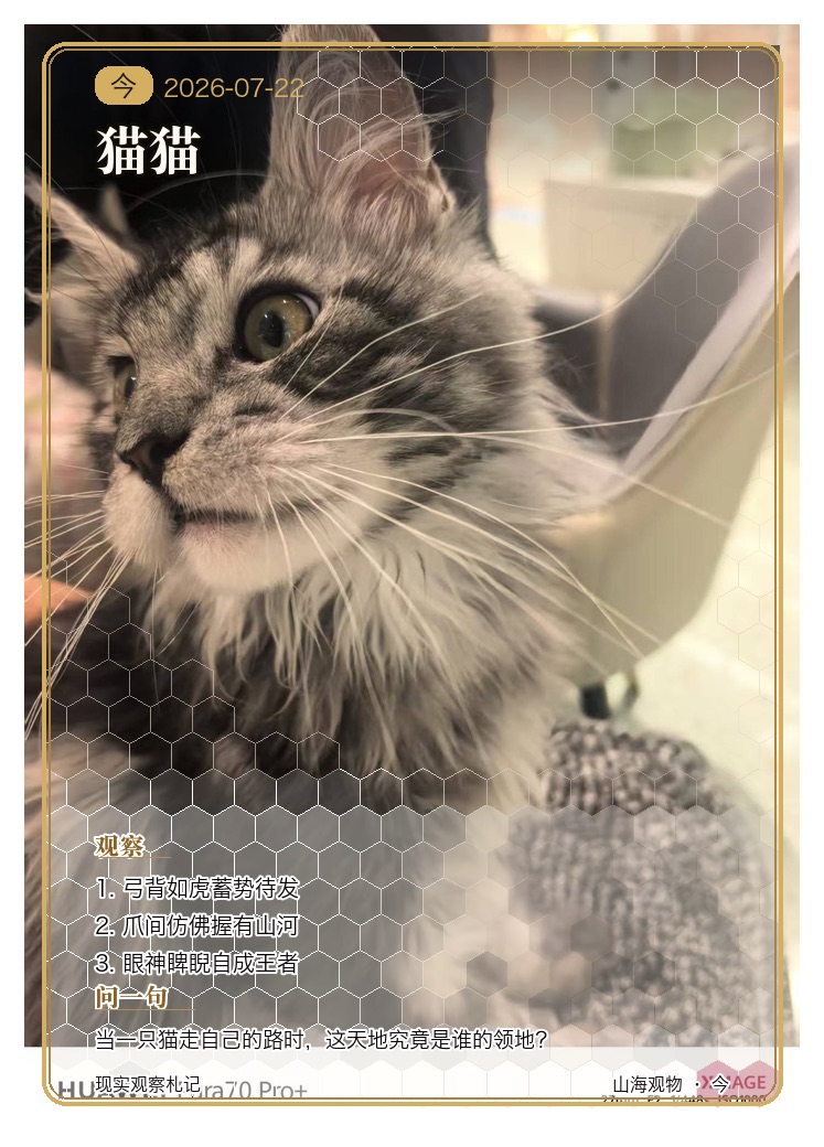 猫猫 · 今观察札记
